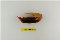 藏品(弧邊管招潮蟹)的圖片